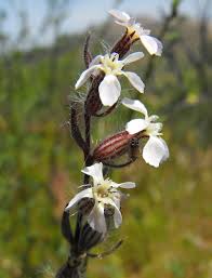 Image result for Silene abyssinica
