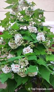 Image result for Dombeya lastii