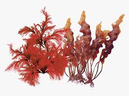 Red And Brown Algae Hd Png Download Transparent Png Image Pngitem Download transparent seaweed png for free on pngkey.com. red and brown algae hd png download