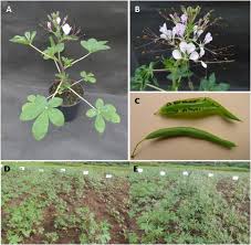 Image result for Cleome gynandra