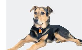 Check spelling or type a new query. German Shepherd Rottweiler Mix Breed Facts And Complete Guide Petmoo