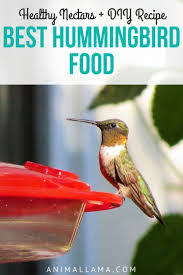 Hummingbird nectar is also known as hummingbird food. Best Hummingbird Food 5 Healthy Nectars Diy Nectar Recipe Animallama Hummingbird Food Hummingbird Nectar Hummingbird