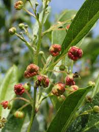 Image result for Dodonaea viscosa
