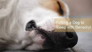 There are many sites on the internet that talk about different ways on how you can put your dog down using sleeping pills or other medications like well, if you still want to euthanize at home. Putting A Dog To Sleep With Benadryl Euthanize A Dog With Benadryl