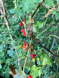 Image result for Dioscorea cotinifolia