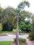 Artificial Plants