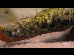 We did not find results for: The Giant Horse Conch Youtube