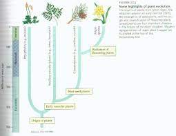 Veja mais ideias sobre plantae, plantas, jardim. Plant Evolution Cladogram