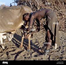 In the early morning, a Dassanech girl milks a cow outside a settlement of  the Dassanech people in the Omo Delta Stock Photo - Alamy