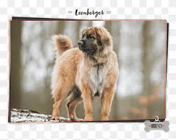 Which breeds mix with italian greyhounds? Leonberger Png Images Pngwing
