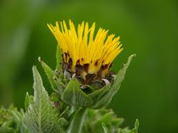 Image result for Inula mannii