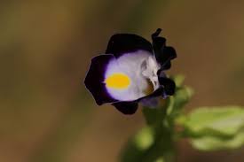 Image result for Linderniaceae