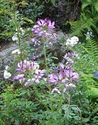 Check spelling or type a new query. What Don T They Eat Cosmos And Cleome