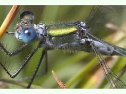 Estos comen larvas de insectos como el mosquito cuando se encuentran en estado de ninfa. Caballito Del Diablo Esmeralda Animalandia