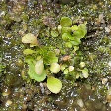 Image result for Genlisea margaretae