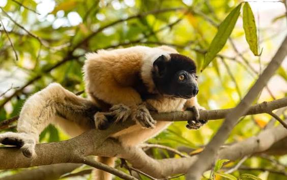 Carnets - ©️ Elebe.foto Sifaka couronné Propithecus coronatus Forêts  sèches, forêts galeries de l'ouest | Facebook