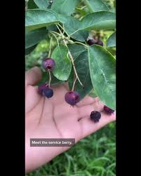 Serviceberries are biodiversity kings.