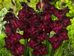Image result for Gladiolus pretoriensis