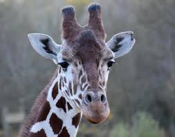 Giraffe Giraffa Camelopardalis Animals A Z Animals