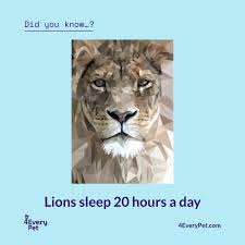 The Big Cat Lion Lion Art Art Animal Art