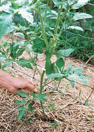 We did not find results for: How To Grow Beefsteak Tomatoes Finegardening