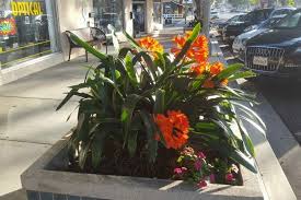 Image result for Clivia miniata