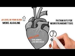 Wim Hof Method Hormones Strength And Mood Part 1 2 Youtube Wim Hof Hormones Neurotransmitters
