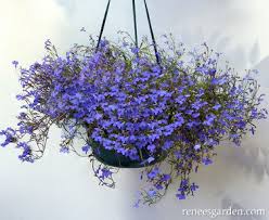 Image result for lobelia