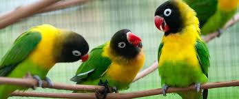 Large Bird With Black Head And White Body Masked Lovebirds Have A Black Head With A Large Yellow Collar Around Their Neck The Rest Of Their Bodies Are Bright Green Love Birds Bird Feathers Animals