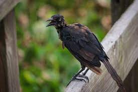Kostenlose Foto Vogel Promenade Gras Natur Draussen Texas Feuchtgebiete Sumpfland Schnabel Tierwelt Amsel Krahte Wie Vogel Zoo Hockende Vogel Boat Tailed Grackle Flugel 6000x4000 Rob Smith 1626528 Kostenlose Bilder Pxhere