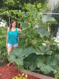 Since i have been converting my garden although the reason i wanted to grow summer squash upright was to save space, i quickly discovered that growing summer squash and zucchini. Secrets For Growing Pumpkins In Your Garden My Desired Home Growing Pumpkins Pumpkin Garden Square Foot Gardening