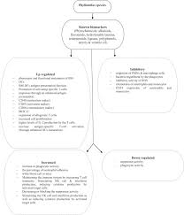 Pokok kelek anak, bhuaionla, kiranelligida. A Comprehensive Review On Phyllanthus Derived Natural Products As Potential Chemotherapeutic And Immunomodulators For A Wide Range Of Human Diseases Sciencedirect