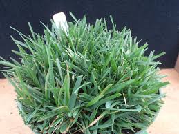 The grass would grow around ten inches tall. Survivor Tall Fescue Blend Johnston Seed Company