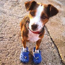 Docs crocs for dogs,crocs swiftwater deck,fitflop eloise sandal,crocs 202547,crocs that look. Purchase Crocs For Dogs Up To 75 Off