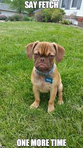 Image result for get a dog angry