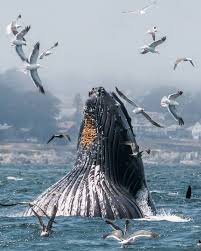 Feed Me Photo By Douglascroftimages A Hungry Humpback Whale Feeds Just Off The Foggy Monterey Shoreline Bay National Ma Humpback Whale Whale Ocean Animals