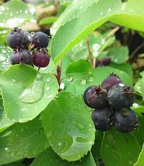 Saskatoon Beere Greatberry Garden 1a Qualitat Baldur Garten Pflanzen Pflegeleichte Pflanzen Mehrjahrige Pflanzen