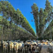 Exploração intensiva em pequenas propriedades; Descubra A Importancia Da Sombra Na Pecuaria Boi Saude