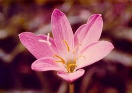 Ramai penggemar bunga orkid terutama beginner tak tahu cara menyiram pokok bunga orkid supaya sentiasa sihat dan dapat. Ooi S Flora Malaysiana Ver 1 0 Amzem01a Htm 98