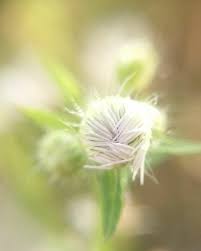 cherry sageさんの投稿 ヒメジョオン お出かけ先 植中毒 花のある暮らし 野の花 花 グリーン