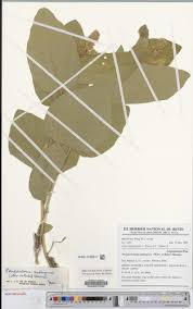 Image result for Pseudoeriosema