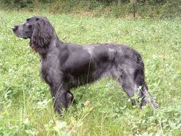 Image result for auvergneský ohař