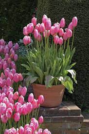 Tulip In Pots Bulbs Container Gardening Flowers Tulips Garden Tulips Arrangement