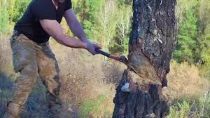 Lumberjack Worker Chopping Down A Tree Breaking Off Many Splinters In The Forest With Big Axe Strong Healthy Adult Ripped Man With Big Muscles Working With Big Axe Outdoors Stock Video Footage