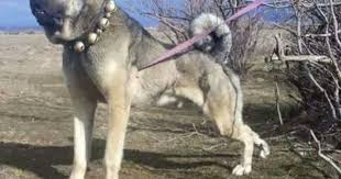 Paula Tak Adli Kullanicinin Turk Lions Panosundaki Pin Kangal Kopegi Kopek Akbas