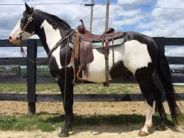 Black And White Paint Horses For Sale In Kentucky Pin On Native American
