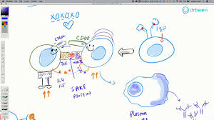 Covid 19 Insights Monoclonal Antibodies Youtube