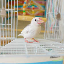 ボード java sparrow のピン