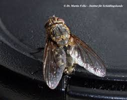 Fliegen können in der wohnung oder im haus schnell zu einer echten plage werden. Wiederkehrendes Phanomen Wurmfliegen Uberwintern Im Haus Institut Fur Schadlingskunde