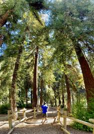 These sequoias also known as coastal redwoods. Carbon Canyon Regional Park California By Choice